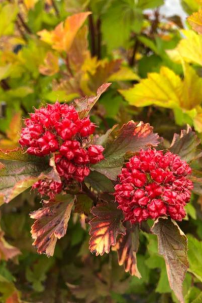 Пухироплідник калинолистий Меджик Болл|Physocarpus opulifolius Magic Ball|Пузыреплодник калинолистный Меджик Болл